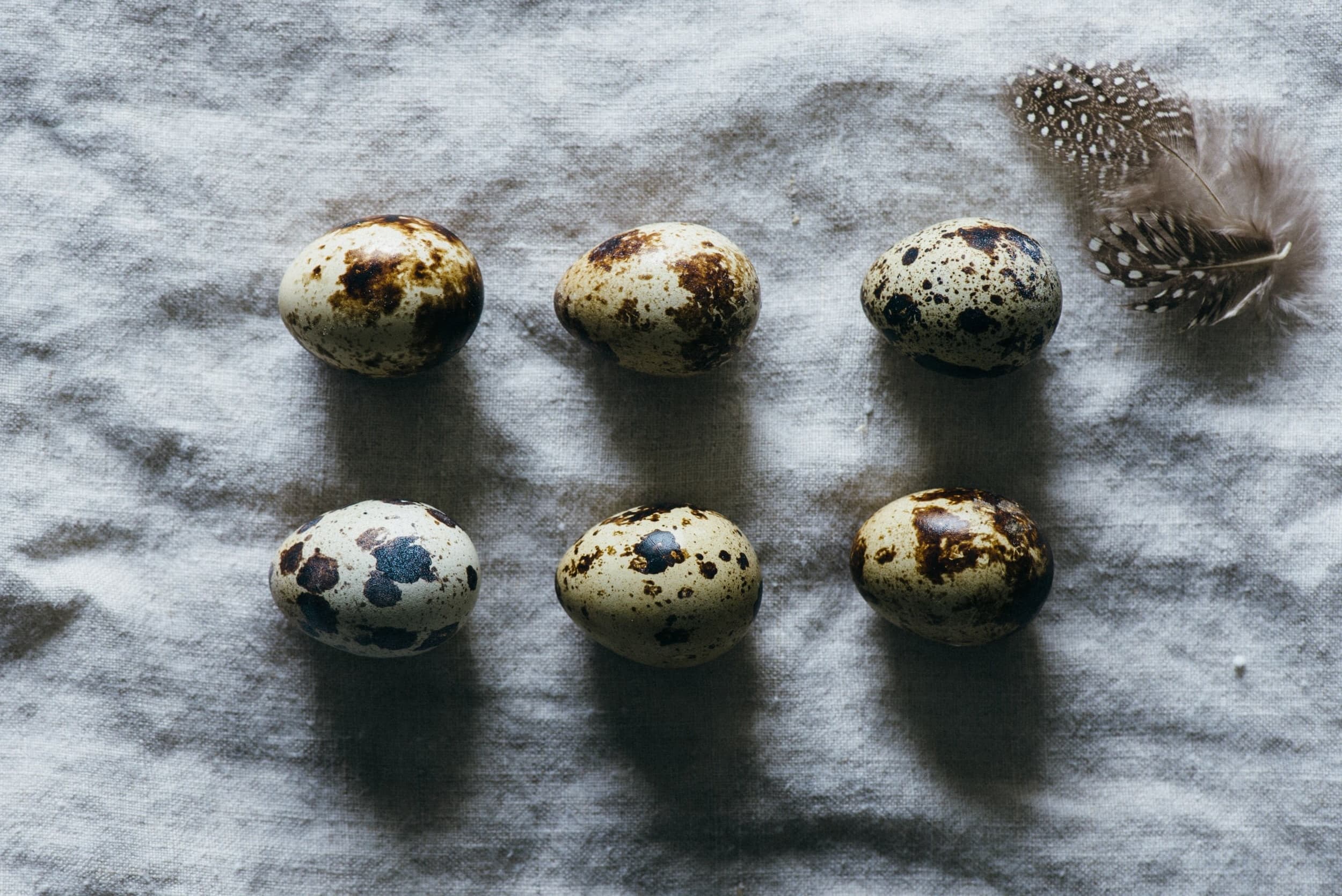 Cover Image for What is QuailBreeder ?